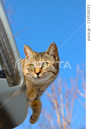 車の屋根の上で日向ぼっこする野良猫 114539221
