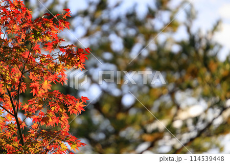 Colorful red and  yellow autumn leaves on tree branches against a clear sunny blue sky. 114539448