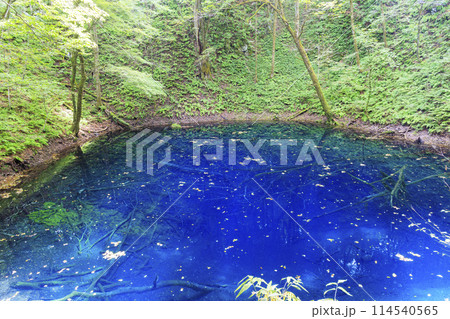 世界遺産 白神山地 深浦町 青池 世界遺産 白神山地 深浦町 青池 114540565