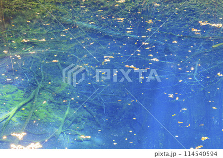 世界遺産 白神山地 深浦町 青池 114540594