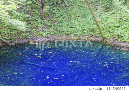 世界遺産 白神山地 深浦町 青池 世界遺産 白神山地 深浦町 青池 114540625