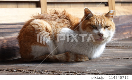 ノラネコ 114540712