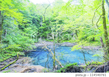 世界遺産 白神山地 青森県 深浦町 沸壺の池(青池の隣りにあるこれまた綺麗な池です) 世界遺産 白神山地 青森県 深浦町 沸壺の池(青池の隣りにあるこれまた綺麗な池です) 114540781