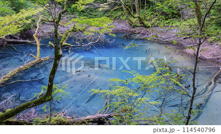 世界遺産 白神山地 青森県 深浦町 沸壺の池(青池の隣りにあるこれまた綺麗な池です) 114540796