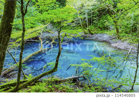 世界遺産 白神山地 青森県 深浦町 沸壺の池(青池の隣りにあるこれまた綺麗な池です) 114540805