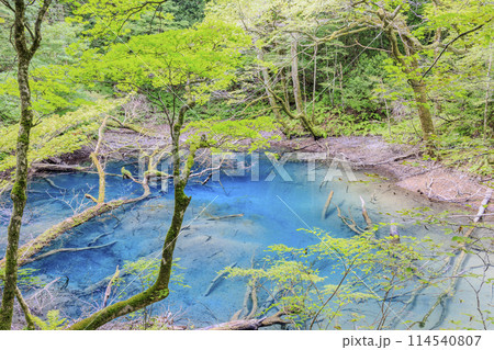 世界遺産 白神山地 青森県 深浦町 沸壺の池(青池の隣りにあるこれまた綺麗な池です) 世界遺産 白神山地 青森県 深浦町 沸壺の池(青池の隣りにあるこれまた綺麗な池です) 114540807
