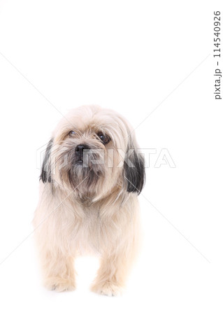 Shih Tzu dog isolated on a white background Shih Tzu dog isolated on a white background 114540926