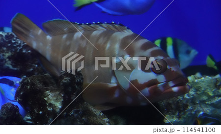 大阪の水族館 114541100