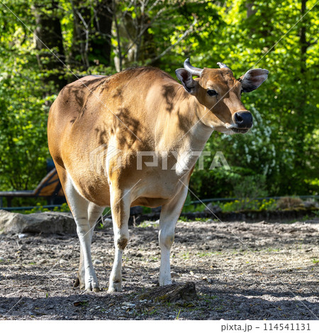 Banteng, Bos javanicus or Red Bull is a type of wild cattle. 114541131