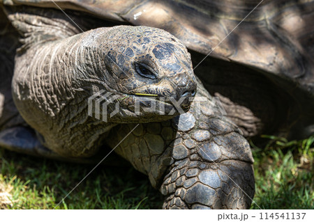 Aldabra giant tortoise, Curieuse Marine National Park, Curieuse, Seychelles Aldabra giant tortoise, Curieuse Marine National Park, Curieuse, Seychelles 114541137
