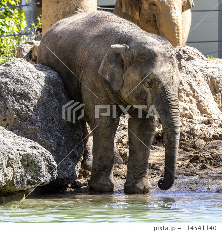 The Asian elephant, Elephas maximus also called Asiatic elephant 114541140