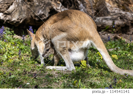 The agile wallaby mother with a little baby, Macropus agilis also known as the sandy wallaby The agile wallaby mother with a little baby, Macropus agilis also known as the sandy wallaby 114541141