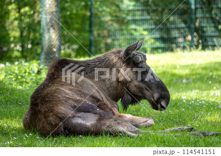 European Moose, Alces alces, also known as the elk 114541151