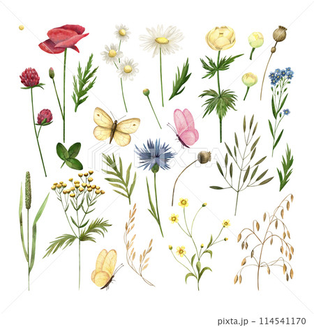 Set of wildflowers, leaves and butterflies, isolated watercolor illustrations for cards, invitations and print design. 114541170