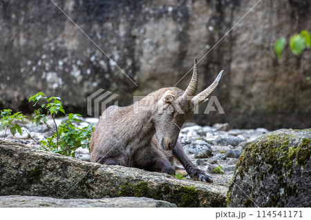 Male mountain ibex or capra ibex on a rock living in the European alps 114541171