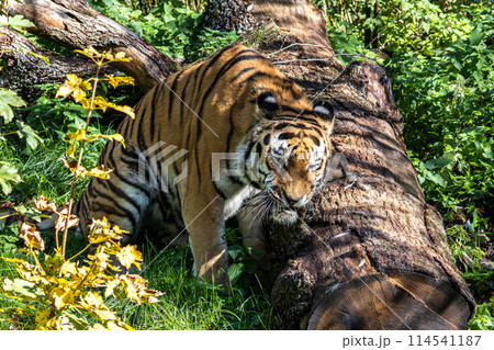 The Siberian tiger,Panthera tigris altaica in a park 114541187