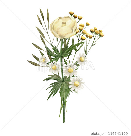 Watercolor bouquet of wildflowers chamomile, globeflower, tansy Botanical illustration for packaging, cards, invitations Watercolor bouquet of wildflowers chamomile, globeflower, tansy Botanical illustration for packaging, cards, invitations 114541199
