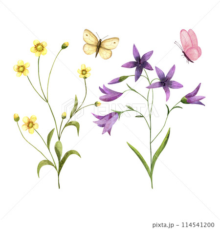 Wildflowers ranunculus, bellflower, butterflies, isolated watercolor illustrations for cards, invitations, print design. Wildflowers ranunculus, bellflower, butterflies, isolated watercolor illustrations for cards, invitations, print design. 114541200