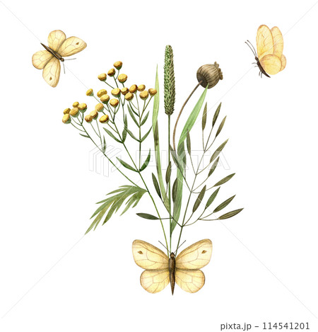Bouquet of chamomile tansy, field herbs butterfly. Watercolor botanical illustration for cards, invitations, packaging 114541201