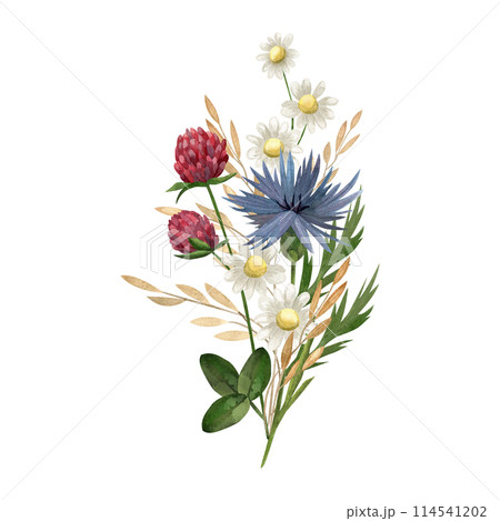 Watercolor bouquet of wildflowers clover cornflower, chamomile. Botanical illustration for packaging, cards, invitations Watercolor bouquet of wildflowers clover cornflower, chamomile. Botanical illustration for packaging, cards, invitations 114541202