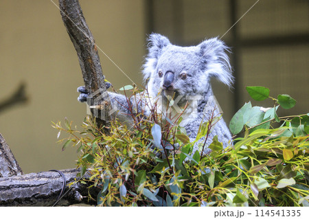多摩動物公園 コアラ / Koala 114541335