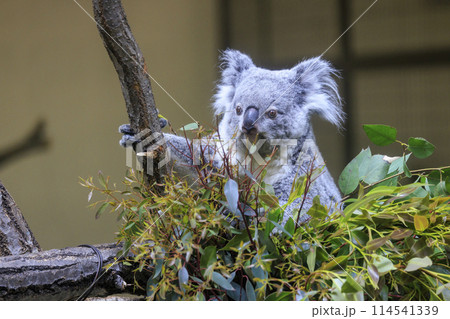 多摩動物公園 コアラ / Koala 多摩動物公園 コアラ / Koala 114541339