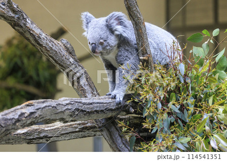 多摩動物公園 コアラ / Koala 多摩動物公園 コアラ / Koala 114541351