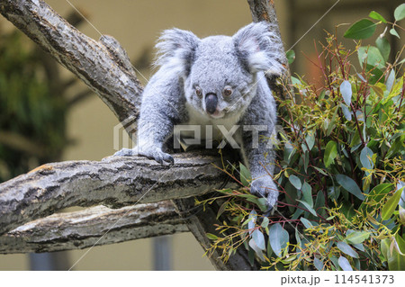 多摩動物公園 コアラ / Koala 114541373