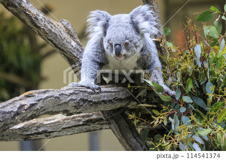 多摩動物公園 コアラ / Koala 114541374