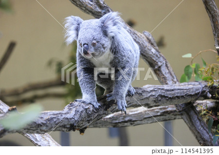 多摩動物公園 コアラ / Koala 114541395