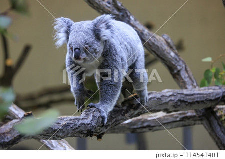 多摩動物公園 コアラ / Koala 114541401