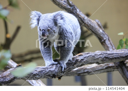 多摩動物公園 コアラ / Koala 114541404