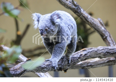多摩動物公園 コアラ / Koala 114541410