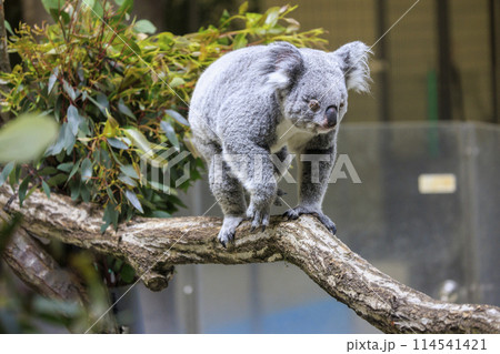 多摩動物公園 コアラ / Koala 114541421