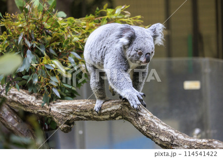 多摩動物公園 コアラ / Koala 114541422