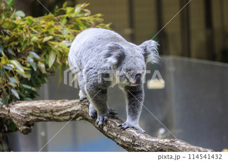 多摩動物公園 コアラ / Koala 114541432