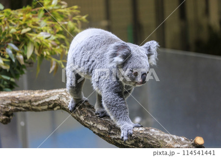 多摩動物公園 コアラ / Koala 多摩動物公園 コアラ / Koala 114541441