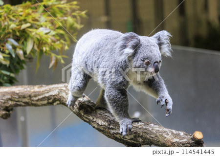 多摩動物公園 コアラ / Koala 多摩動物公園 コアラ / Koala 114541445