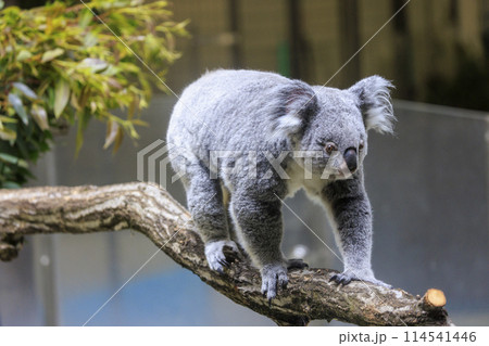 多摩動物公園 コアラ / Koala 多摩動物公園 コアラ / Koala 114541446