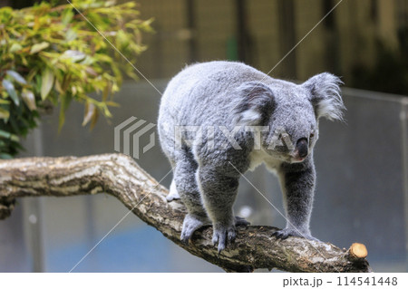 多摩動物公園 コアラ / Koala 114541448
