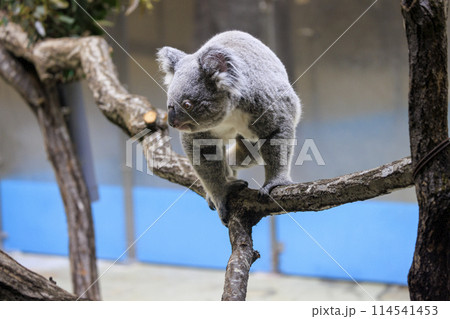 多摩動物公園 コアラ / Koala 114541453