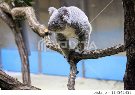 多摩動物公園 コアラ / Koala 114541455