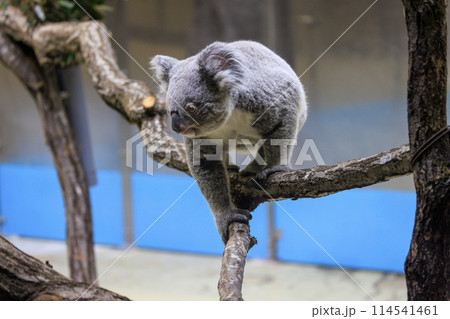 多摩動物公園 コアラ / Koala 多摩動物公園 コアラ / Koala 114541461
