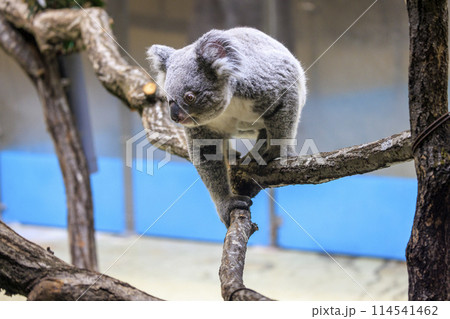 多摩動物公園 コアラ / Koala 114541462