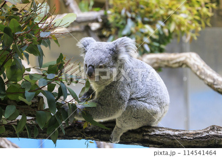 多摩動物公園 コアラ / Koala 114541464