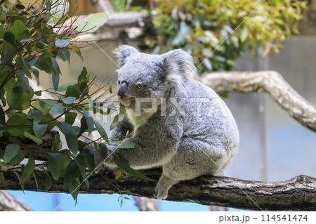 多摩動物公園 コアラ / Koala 114541474