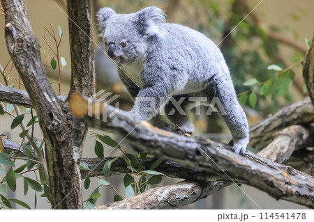 多摩動物公園 コアラ / Koala 多摩動物公園 コアラ / Koala 114541478