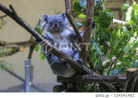 多摩動物公園 コアラ / Koala 多摩動物公園 コアラ / Koala 114541481