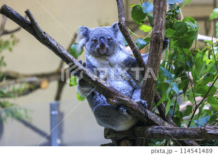 多摩動物公園 コアラ / Koala 多摩動物公園 コアラ / Koala 114541489
