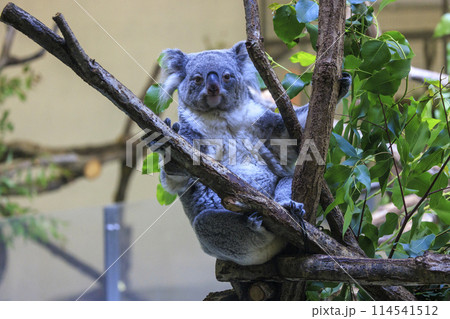 多摩動物公園 コアラ / Koala 多摩動物公園 コアラ / Koala 114541512